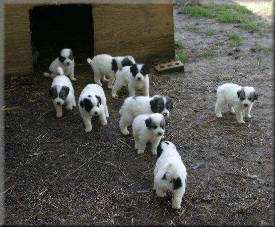 64979_puppies.jpg