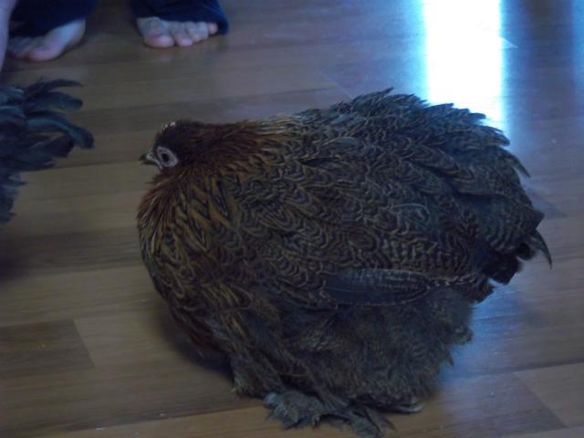 65029_000_0003.jpg