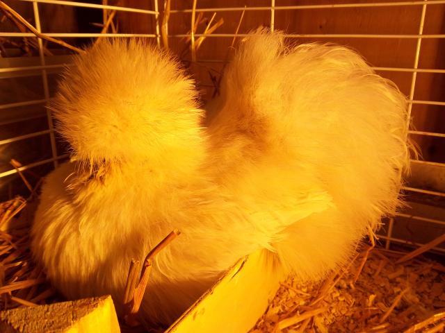 65029_100_0453.jpg