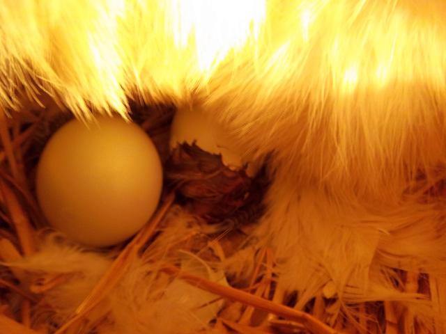 65029_100_0454.jpg