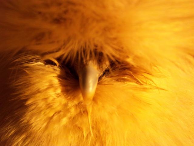 65029_100_0459.jpg