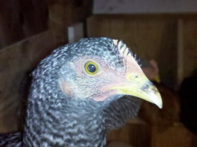 65029_hen_real_close_up.jpg