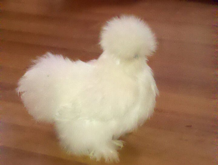 65029_new_silkie_side_2.jpg