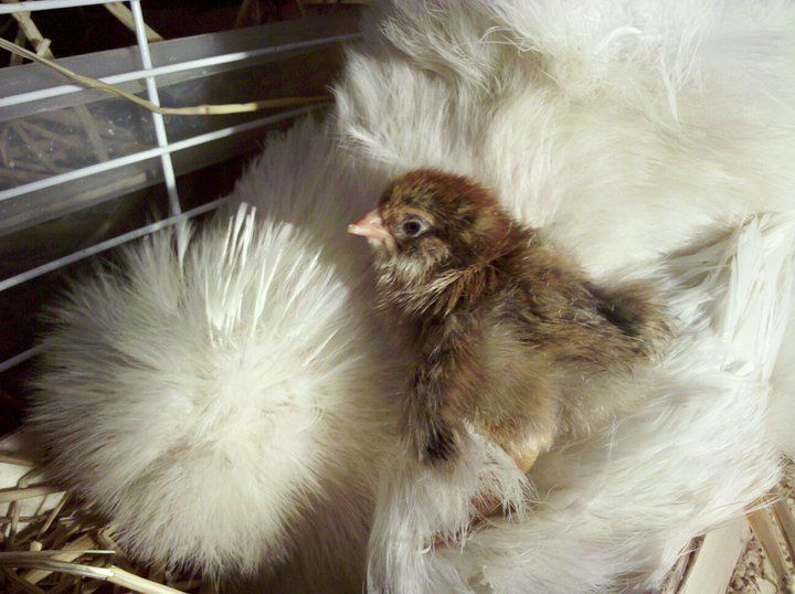 65029_silkie_mom_and_chick.jpg