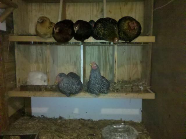 65029_tired_hens.jpg