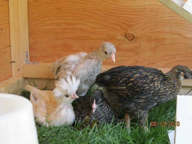 65047_chicks_016.jpg