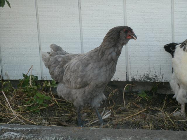 65070_017.jpg