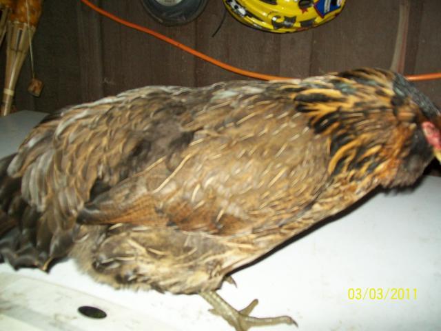 65075_hopes_pics_185.jpg