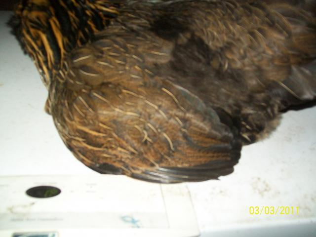 65075_hopes_pics_187.jpg