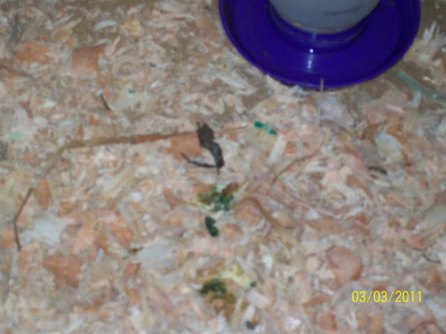 65075_hopes_pics_188.jpg