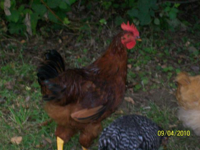 65075_hopes_pics_551.jpg