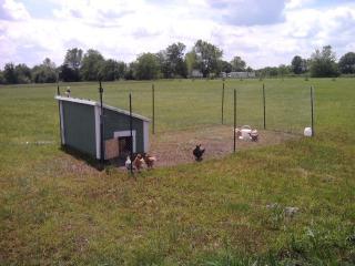 65081_chickens_in_may.jpg