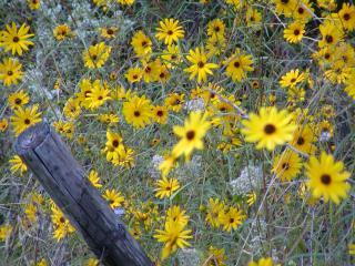 650_road_daisy_bobcat_031.jpg