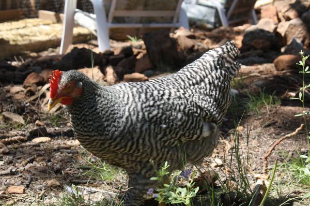 65108_lavern.jpg