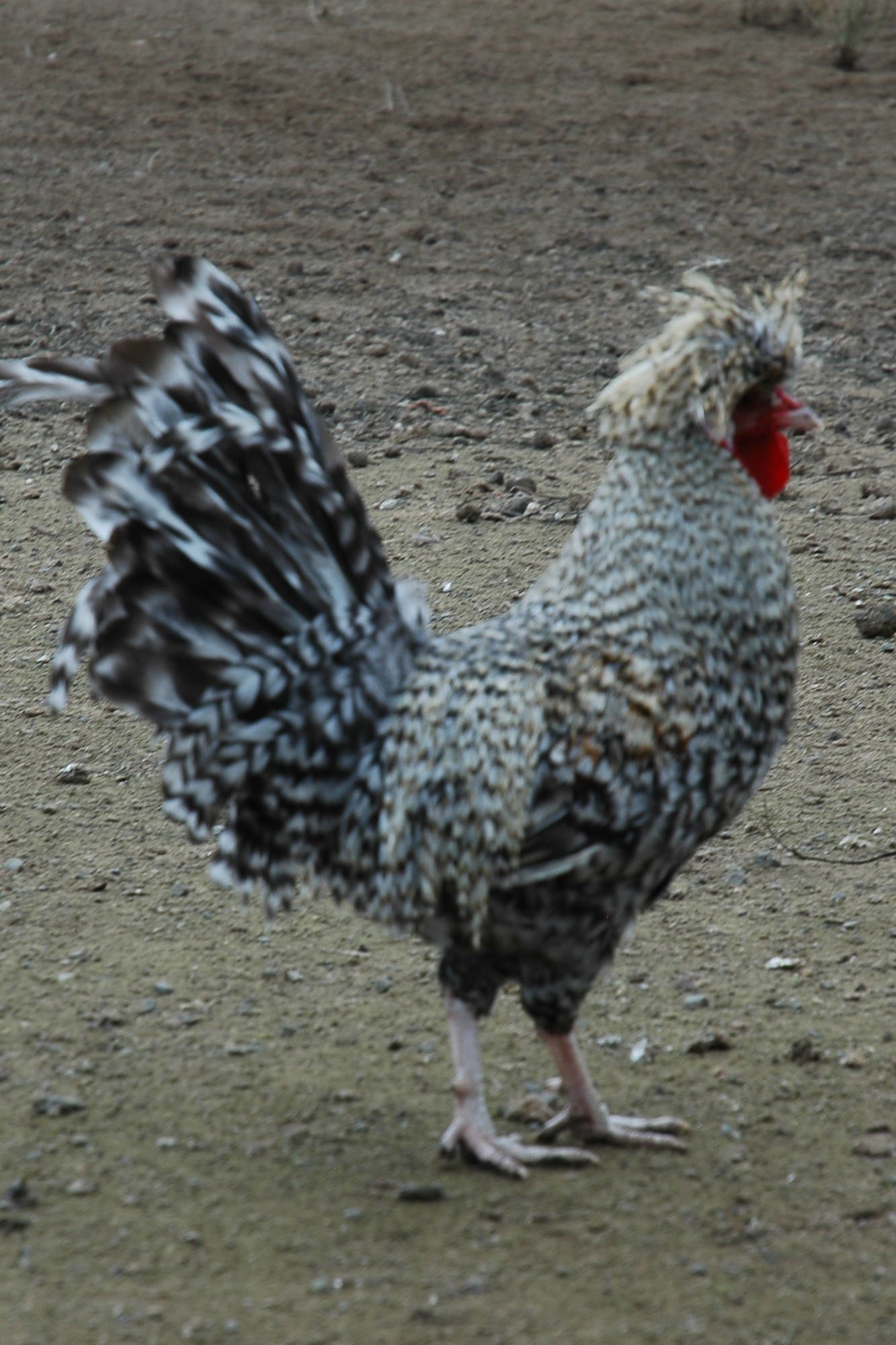 65129_polroocuc2.jpg