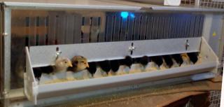 65133_chicks_eating.jpg