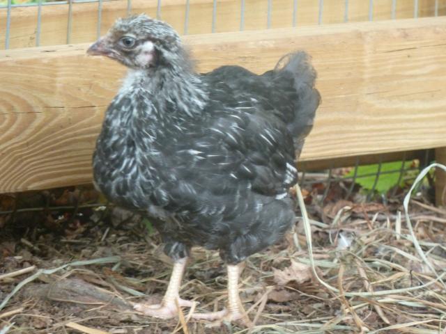 65169_silver_laced_5.jpg