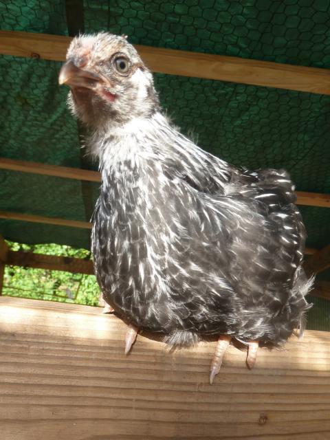 65169_silver_laced_6.jpg