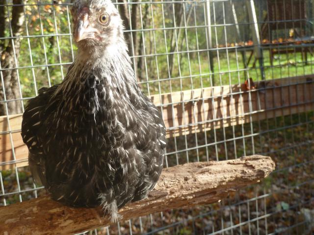 65169_silver_laced_7.jpg