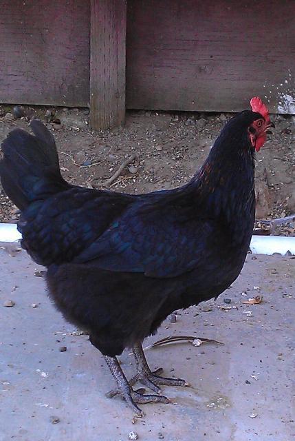 65263_6-19-2011_12.jpg