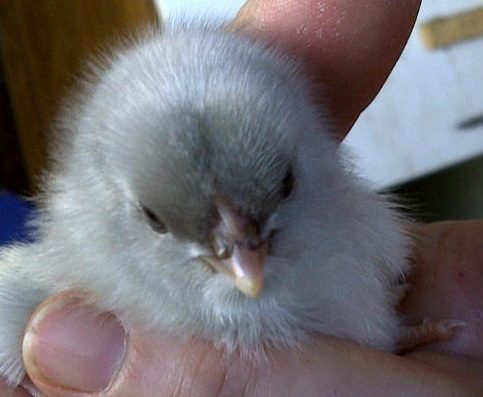 65263_cute_chicky_splash_marans.jpg