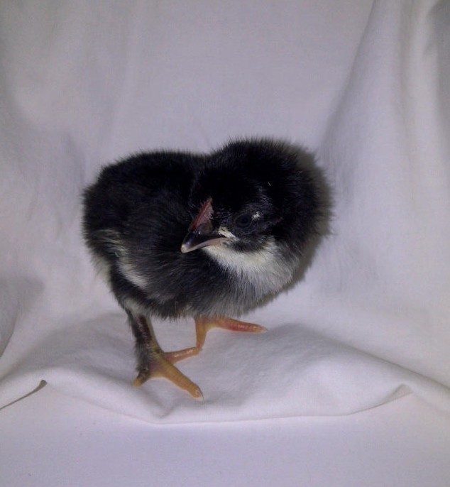 65263_fuzzbutt1_feathered.jpg