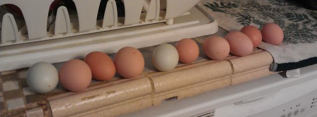 65263_lotsa_eggs_3-13-2011.jpg