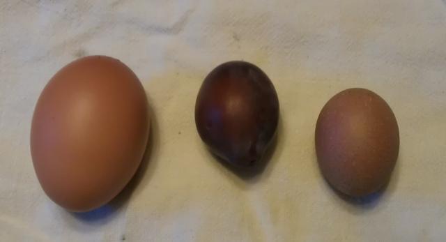65263_prune_purple.jpg