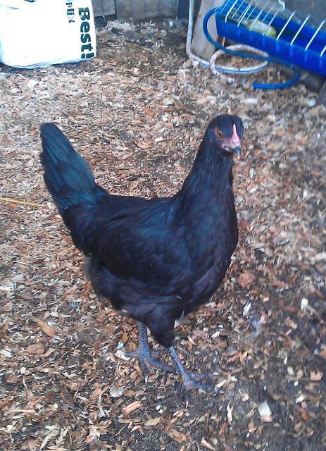 65263_pullet_10_weeks.jpg