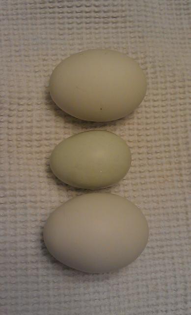 65263_scotch_first_egg_8-8-2011.jpg