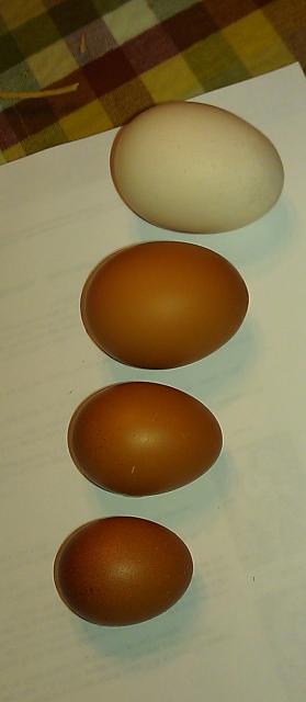 65263_splash_eggs_12_1.jpg