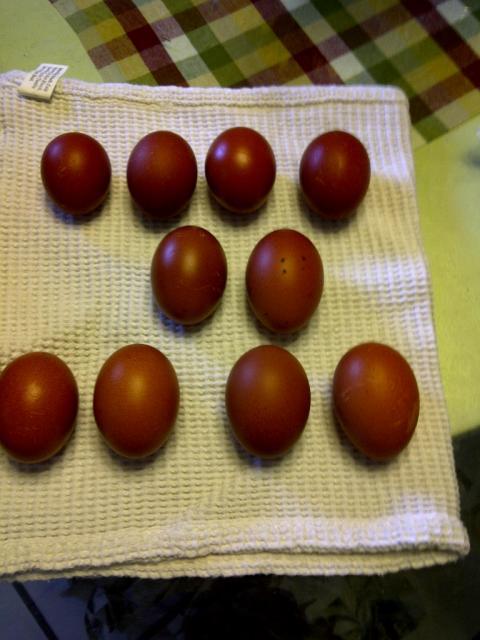 65263_splash_marans_eggs_no_numbers.jpg