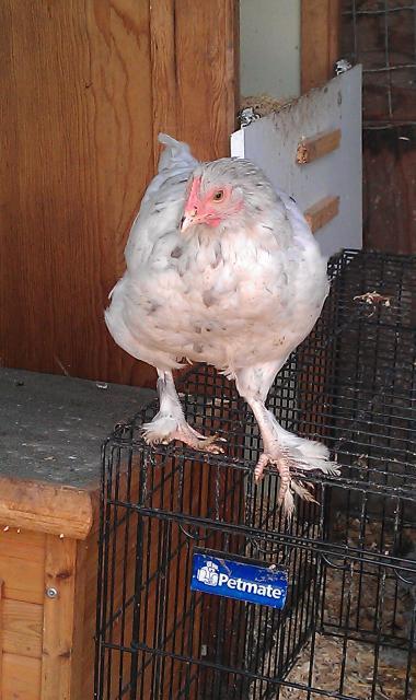 65263_white_pullet_splash_15_weeks_8.jpg