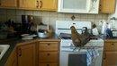 65269_chickiestove.jpg