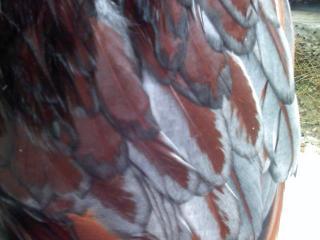 65276_roo2winglacing.jpg