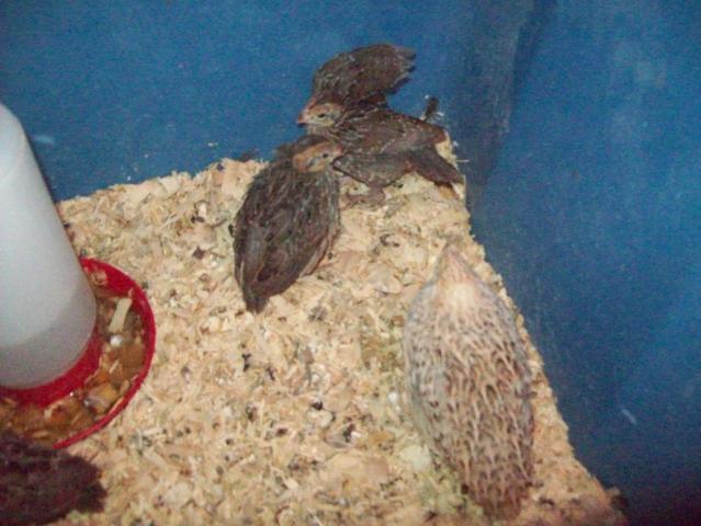 65292_co_exist_quail_1.jpg