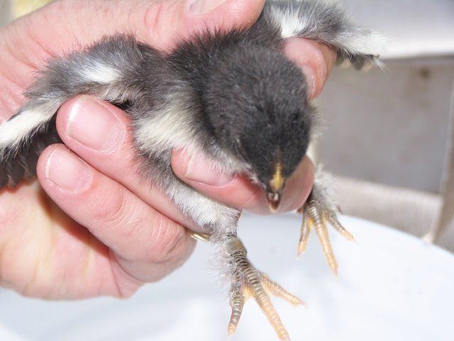 6533_bc_feather_foot_chick.jpg