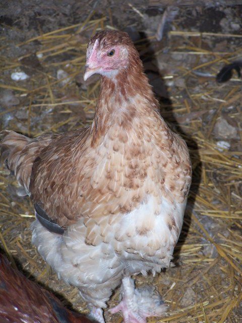 6533_wheaten_hen_0109.jpg