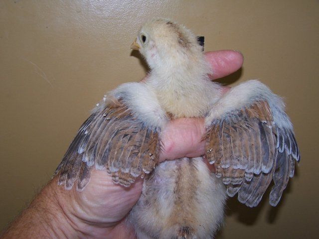 6533_wheatenchickhen2.jpg