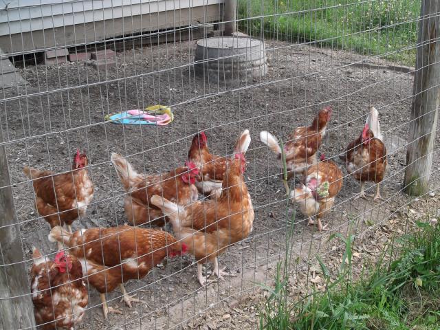 65340_chickens.jpg