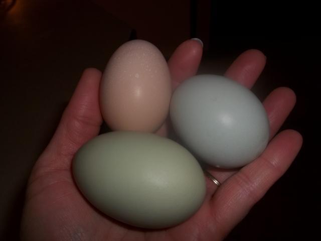 65409_eggs.jpg