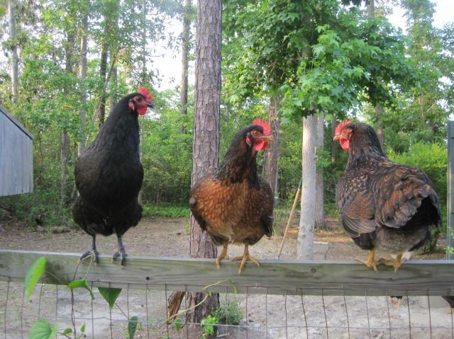 65410_3_hens.jpg