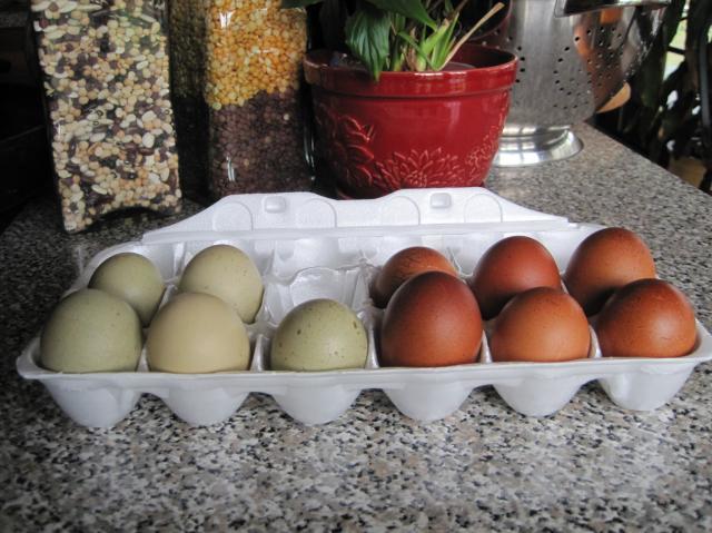 65410_eggs.jpg