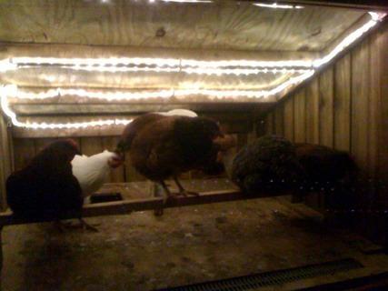 65452_party_lights_installed.jpg