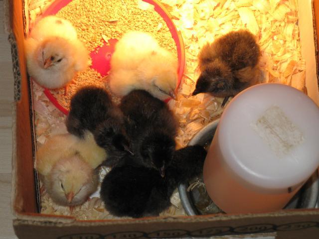 65540_baby_chicks_001.jpg