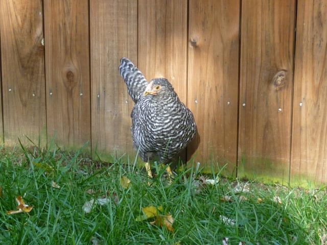 65545_chickens_001.jpg