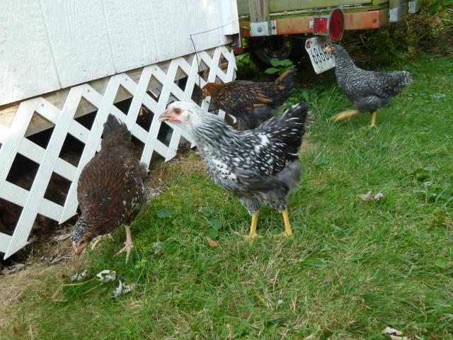 65545_chickens_week_12_004.jpg