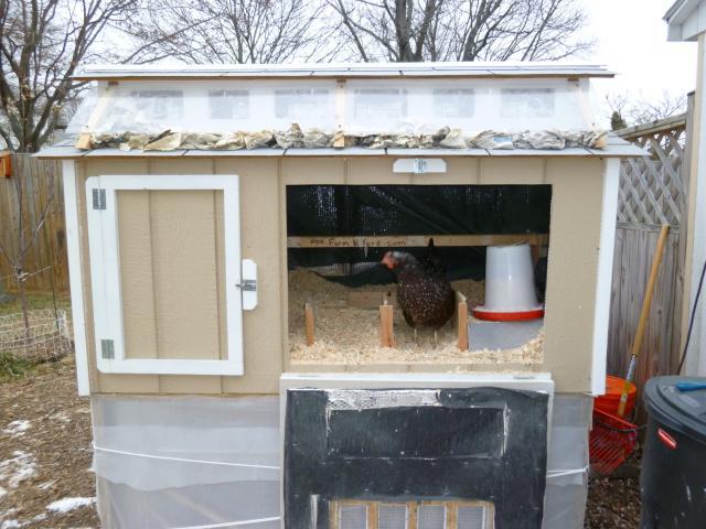 65545_winter_chickens_2011_009.jpg