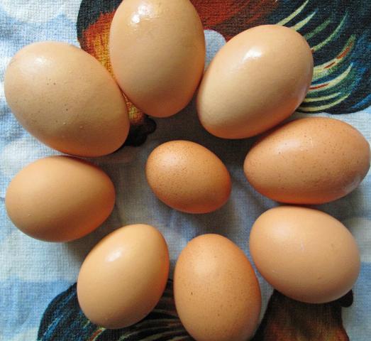 65561_eggsizes.jpg