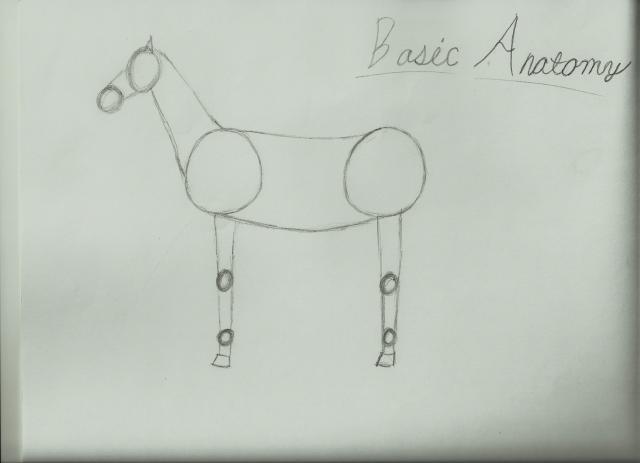 65682_basic_anatomy_8-21-2011_11-05-05_pm.jpg